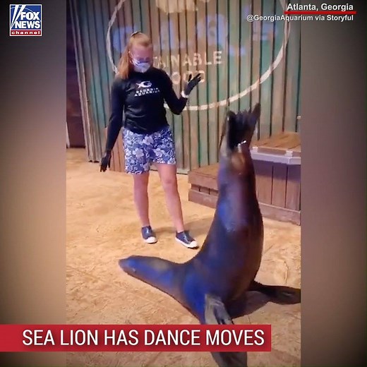 A trainer and sea lion at the Georgia Aquarium showed off their dance moves. | Fox News