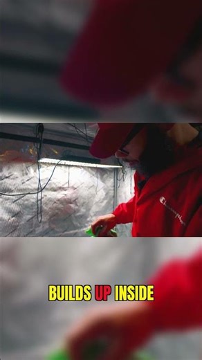 Clogged fans tank your harvest #growtent #indoorgrow