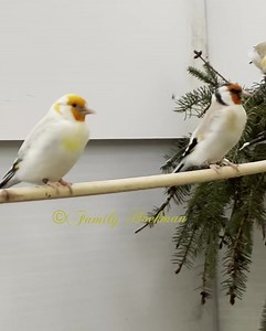 Our #goldfinch females for 2023 | Goldfinches by fam. Hoekman