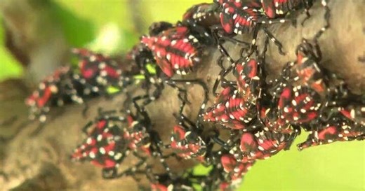 Getting rid of dreaded spotted lanternflies is now about a lot more than squishing them