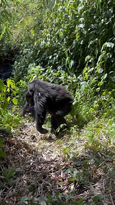 73 reactions | #fromthefield On our gorilla safari in East Africa! In the 1980s, mountain gorillas numbered around 250 individuals. Thanks to conservation achievements, they've rebounded to over 1,000 -- a testament to ecotourism's power. Have you joined us on a gorilla safari yet? nathab.com/gorillas Video by Nat Hab Expedition Leader Russell Gerber | Natural Habitat Adventures | Facebook