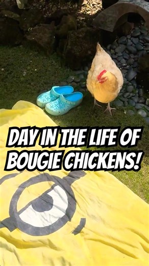 BEST PETS! 🐔💕 A day in the life of BOUGIE chickens HAHA