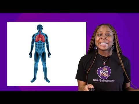 Exploring Our Eyes | How the Human Eye Works | Parts & Functions Explained