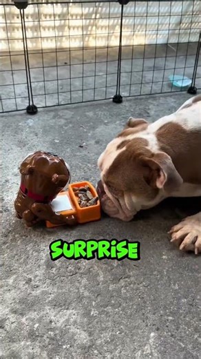 the dog maze surprise#dogshorts #pets #funny