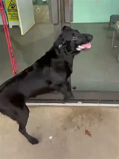 This Dog Can’t Contain Himself When the Pool Door Opens
