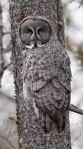 12K views · 10K reactions | Great Grey Owl… #greatgreyowl #sonyalpha #owl . . . . . . #Strixnebulosa #greatgrayowl #wildlife #wildlifephotography #kenandersonphotography | Ken Anderson Photography | Facebook