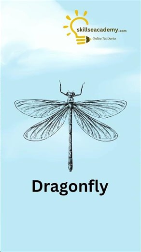 insects Dragonfly correct