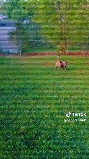 Pepper Ann spending some valuable time, playing catch with Daddy.#Pepperanncatch