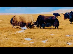 Tibetan yaks love to take a fight | yak fight | yaks fighting