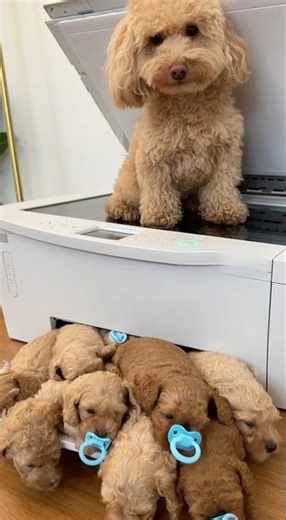 When Toto Sits on the Copy Machine