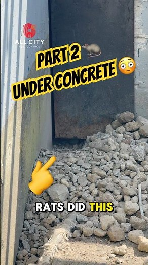 Rat Hole Series Part 2: Rats Moving Rocks 😳 (Burrowing Under Concrete) | Pest Control Coquitlam