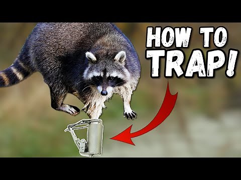 RACCOON TRAPPING for BEGINNERS!!! + (Fur Tanning Tips)