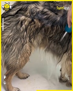 24K views · 227 reactions | I am the master of undercoat removals and I help these dogs to feel so much better!識 | Happiest | Facebook