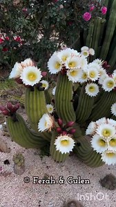 Cactus Garden | Cactus Garden