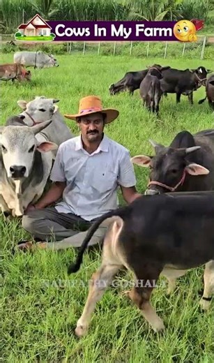 World’s Smallest Cows that can be grown in home Nadipathy Cattle (Just 1-2 Feet Tall)