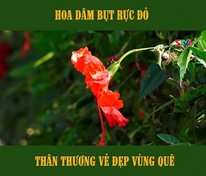 22K views · 846 reactions | Hoa dâm bụt rực đỏ hàng rào ngõ xóm - nét thân thương của vùng quê nghèo Cre: https://youtu.be/5YzrVkeLGOQ #KhoiLamChieu #STV #hoadambut # | Dân Dã Việt Nam | Facebook