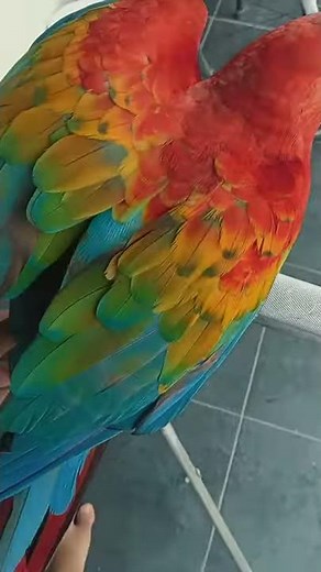 macaw ruby
