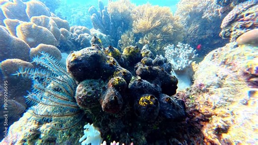 Underwater Wonders of the Tropical Reef with Beauty of Coral Reef Biodiversity