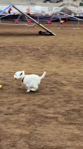 West Highland Terrier Triumphs at AKC Agility Championship