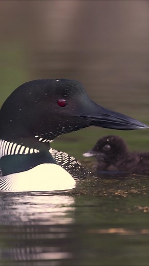 Common loon baby climbing onto mom's back | Harry Collins Photography