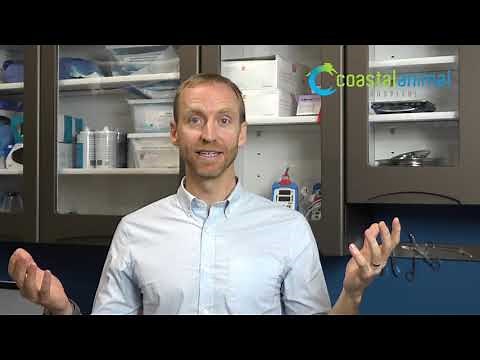 Should my dog have an ovariectomy or an ovariohysterectomy? And what is the difference??