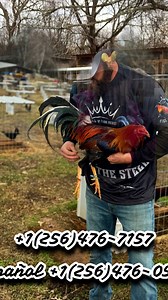 #rooster #GallosDelMundo #Gallosfinos#Galleros #Galloskelso #galloshatch #gallosalbany#GallosSweater #Galloskelso #gallos #Gallerosdecorazon#Gallerosdecalifornia #GallerosdeMexico#GallerosdeGuanajuato | Boneyard farm