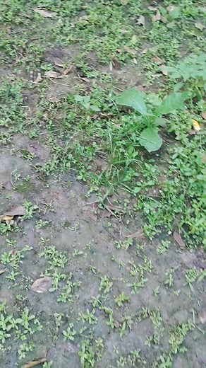 5.1K views · 269 reactions | আলহামদুলিল্লাহ আল্লাহর অশেষ মেহেরবানীতে আমার বাগানের কমলা মাল্টা অনেক ভালো হয়েছে। কমলা ৩০০ টাকা কেজি মালটা ২৫০ টাকা কেজি বিক্রি করা হবে | Md Raton Molla | Facebook