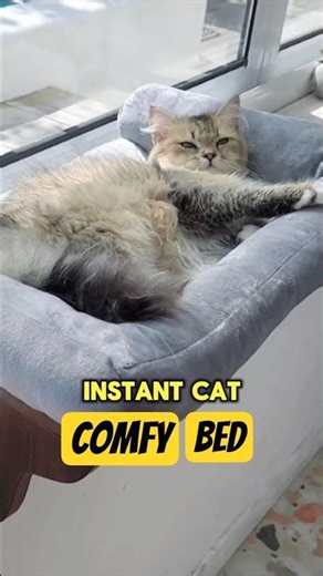 Cat Throne Upgrade – Window Perch Bed 😂🐱#cat #cattoys #newcat #newpets #funnycats #cuteanimal