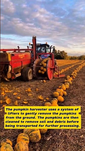 Innovative Pumpkin Harvesting: A Modern Farming Marvel