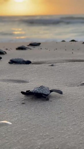 Protect Baby Sea Turtles: Turn Off Lights at Night