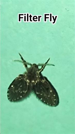 Filter Fly #rpmtheexplorer #explorer #naturelover #naturalbeauty #filterfly#drainfly#sewefly#mothfly
