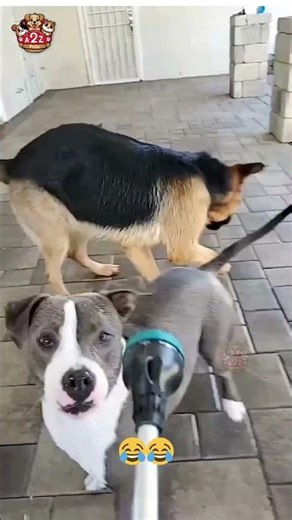 Dogs + Water = Endless Fun! | Cute & Funny Dog Videos | A2Z Pets