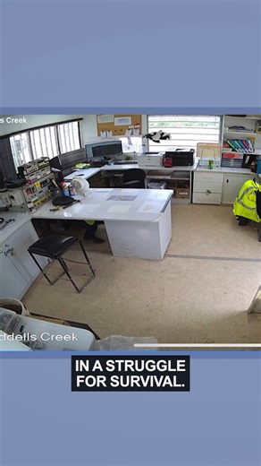 Maggies. The apex predator of our DF'd downunder. 🎙🦅 | Ozzy Man Reviews