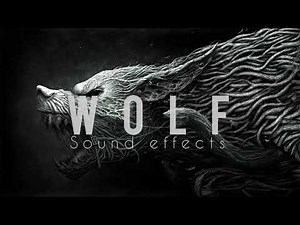 Wolf Howling sound effect copyright free | coyote sounds at night | coyote howl audio HQ