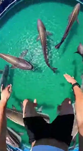 Waterslide into pool full of giant fish #funny #memes