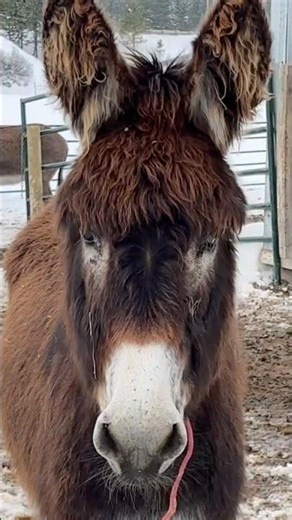 What Shapes a Donkey’s Future (Most People Miss This) ⭐