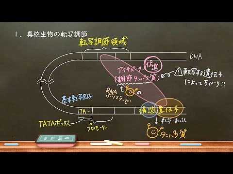 おうち生物　26. 遺伝子発現調節　真核生物編 (高校生物)