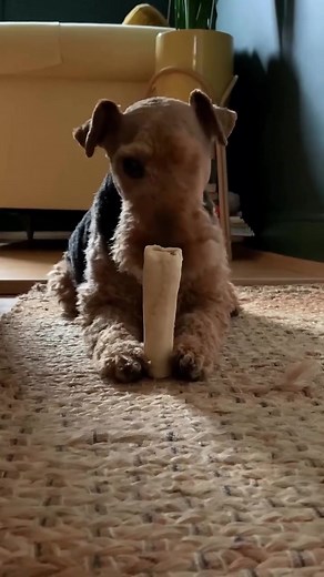 “Brains mischief = the Airedale Terrier formula 🔥🤣” | Airedale terrier Lovers
