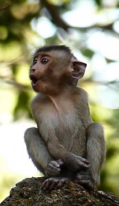 Rose - you're one of the best moms in my top list. Brady cries drama call for help, Rose comes and takes him in her arms, all is fine. Finally he gets grooming with fresh milk again #AnimalsShelter #LovelyMonkey #AmberTroop #BradyMonkey #RoseMonkey | Animals Shelter