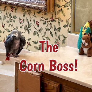 53K views · 2.8K reactions | In this endearing video, Einstein and his friend, Mr. Corn take center stage. Einstein kisses and directs Mr. Corn around like a boss! Then he delightfully offers him water and corn before tossing him off the counter. Watch out for the delightful raspberries and calls for a snack. Einstein's affectionate nature shines through, making for a heartwarming viewing experience.  | Einstein the Talking Texan Parrot | Facebook