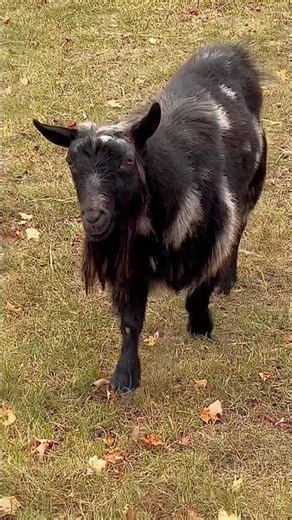 Billy goat