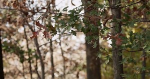 Download  Nature scene in forest with green and brown leaves in branches on defocused trees background in 4K for free