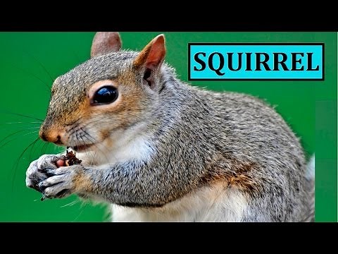 Squirrel Sounds Sound Noises Noise Effects Effect for Dogs Eastern Grey Gray Baby Tree Squirrel Call