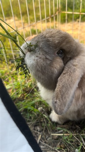 66 reactions | Another sparkling afternoon at our Richmond shelter....
