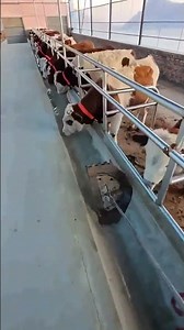 The Future of Livestock: Automation Feeding Leads to a New Era of Efficient Farming