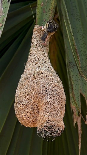 Weaver Bird Build Nest The Most Beautiful Bird Nest 0084 #birds #birdhome #birdnest