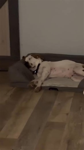 3.3K views · 34 reactions | Albuquerque Animal Welfare on Reels | Facebook