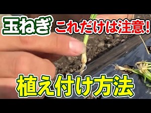 【玉ねぎ】しなしなでも大丈夫！植え付ける方法と、注意点