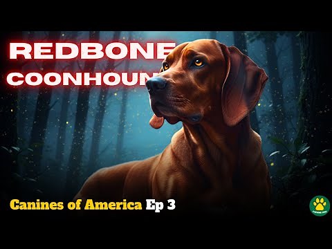 REDBONE COONHOUND - The King of Night Hunts! | Canines of America Ep. 3
