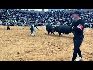 沖縄闘牛 春の全島闘牛大会 軽量級優勝旗争奪戦 長堂畜産政心大力 ＶＳ 伊良皆圧送覇琉玖